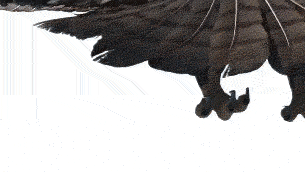 鹰击长空雄鹰翱翔天空飞翔