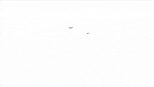 2只雄鹰在天空盘旋