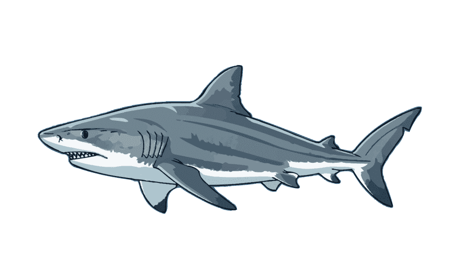 鲨鱼
