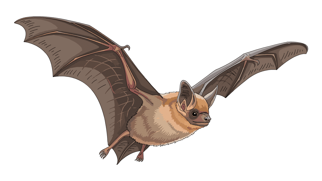 蝙蝠
