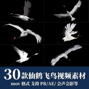 30款仙鹤飞鸟视频素材