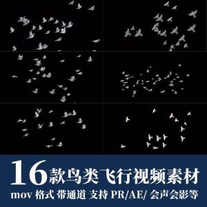 16款鸟类飞行视频素材