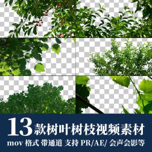 13款树叶树枝视频素材