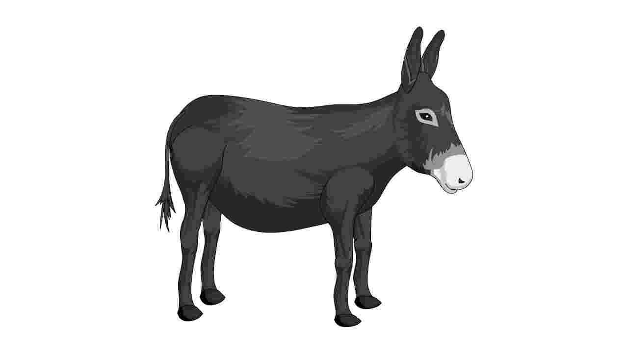 AN格式动物异兽，驴