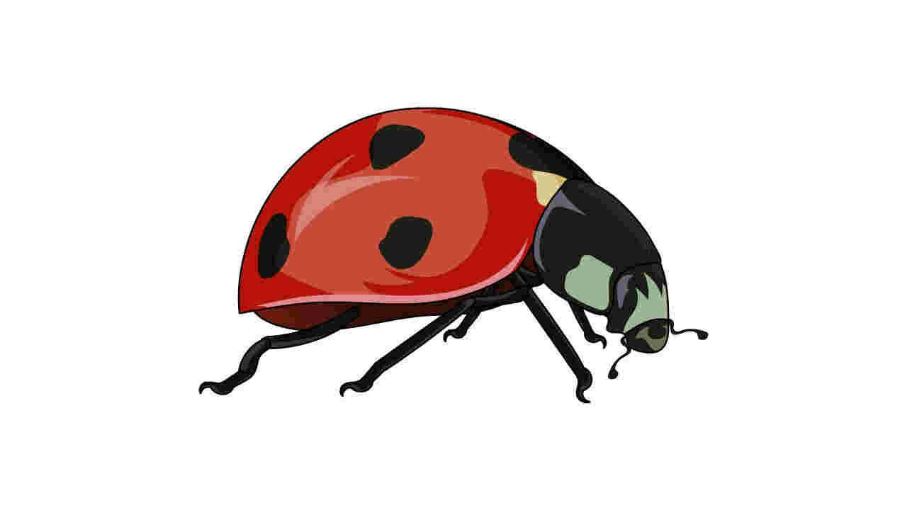 AN格式动物异兽，瓢虫