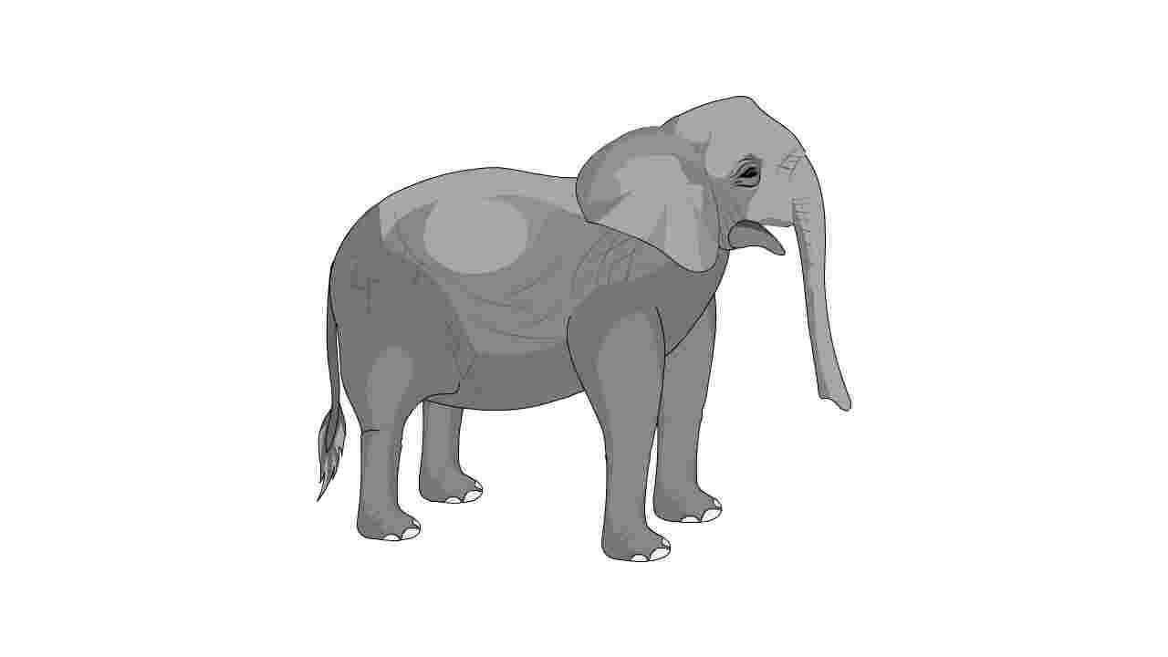 AN格式动物异兽，大象