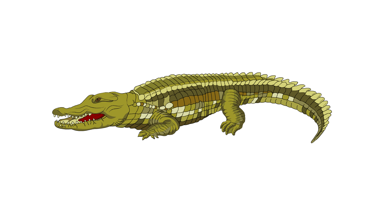 AN格式动物异兽，鳄鱼