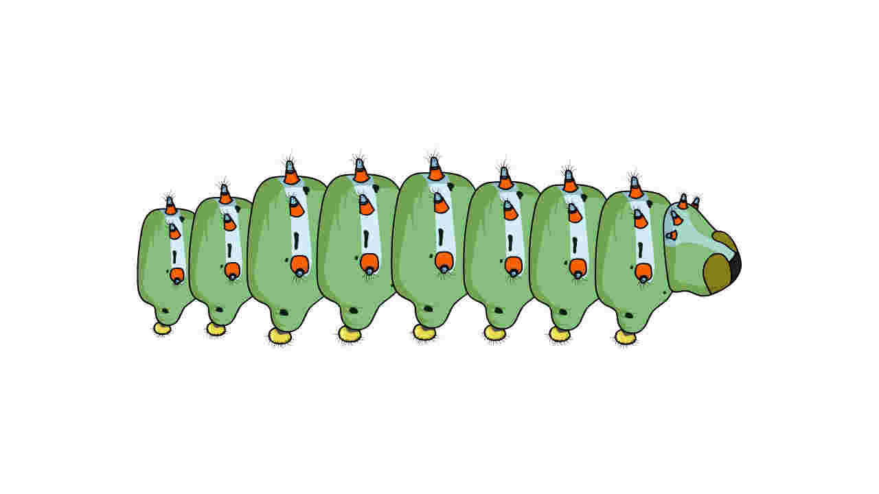 AN格式动物异兽，洋辣子