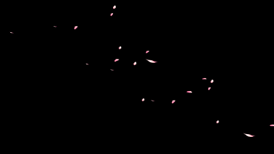 AN格式素材，樱花落下