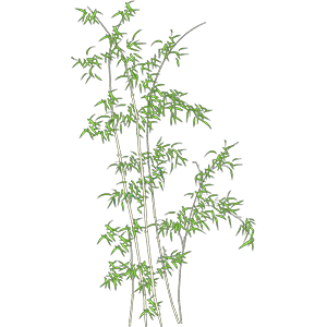 竹子 2