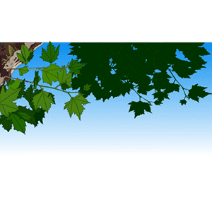 伸出来的树叶 2