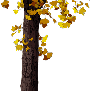 掉下来的枯树叶