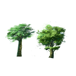两款大树