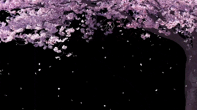 AN格式素材，樱花树花瓣飘落