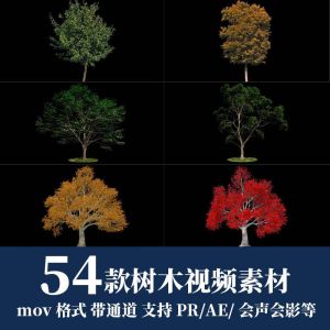 54款树木视频素材