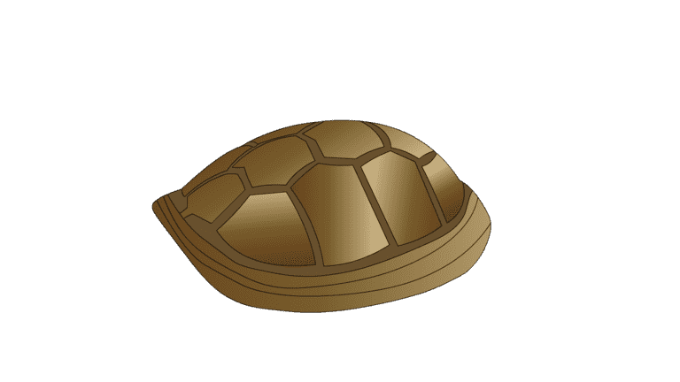 AN格式道具，龟壳