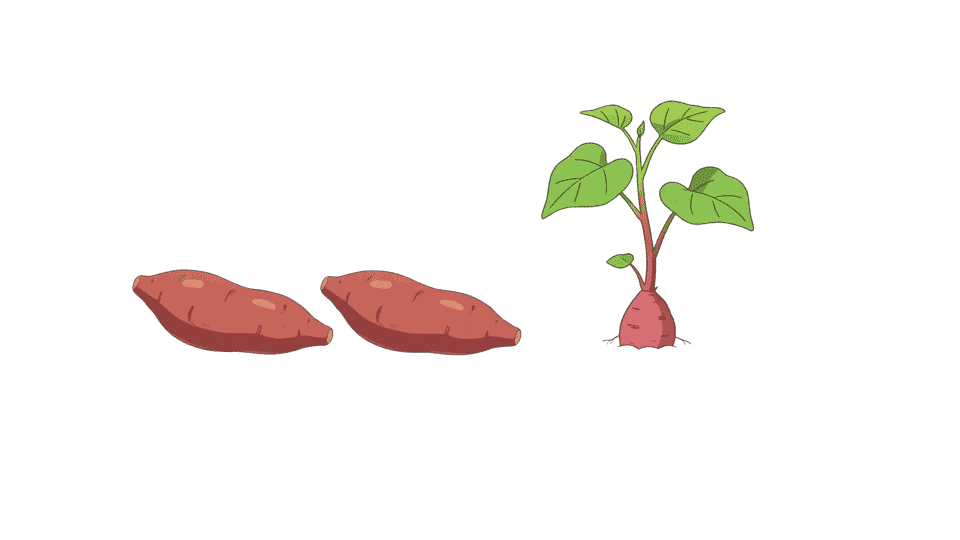 一颗红薯.png