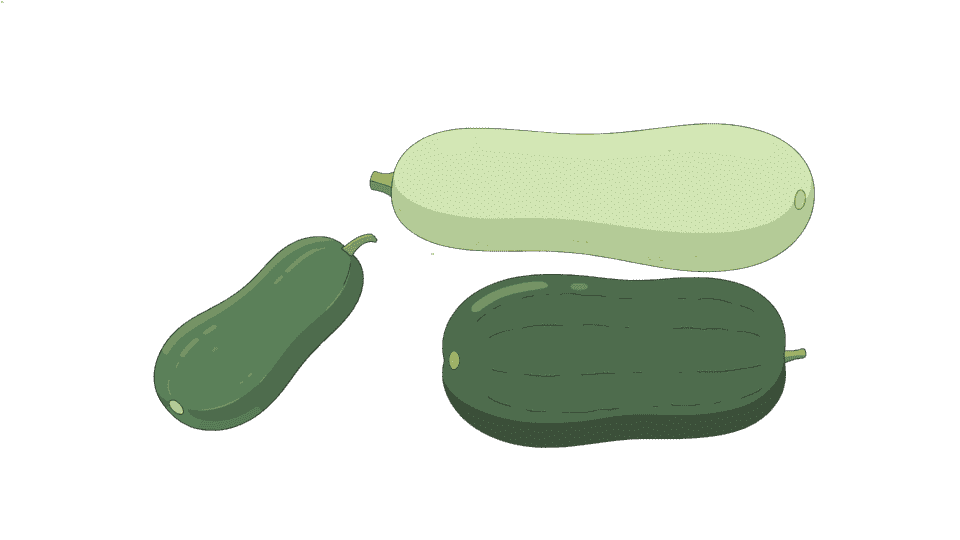 冬瓜.png
