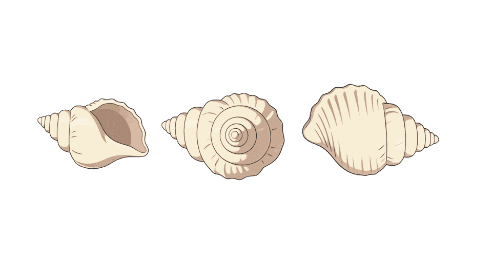 海螺.png